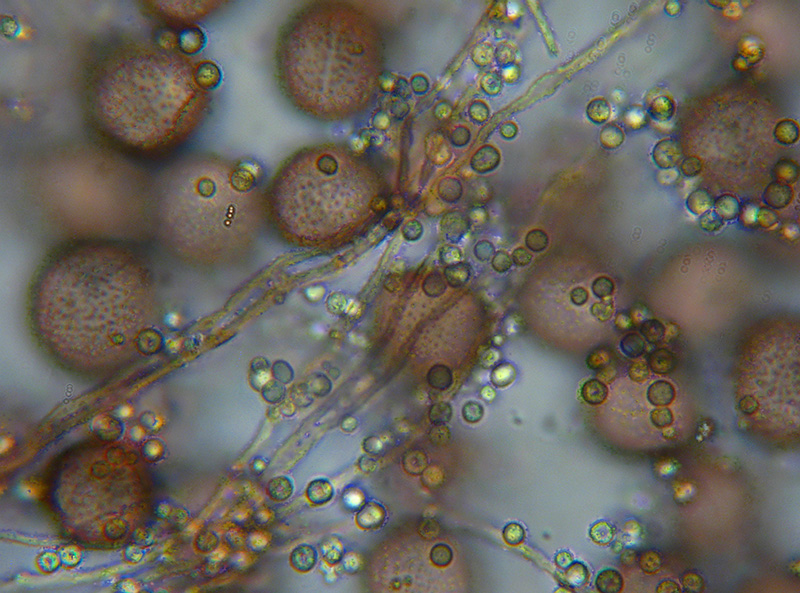 Diderma crustaceum